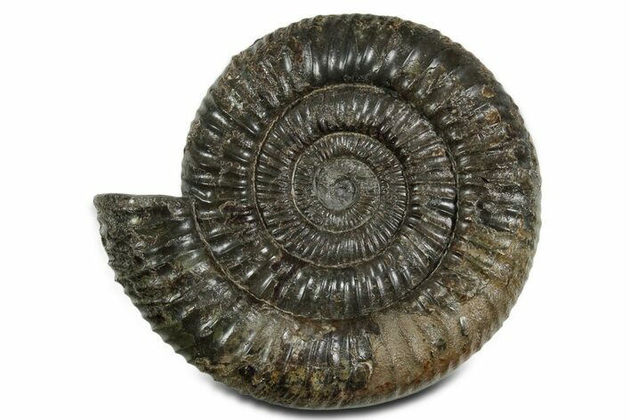 Jurassic Ammonite (Dactylioceras) Fossil - England #351157